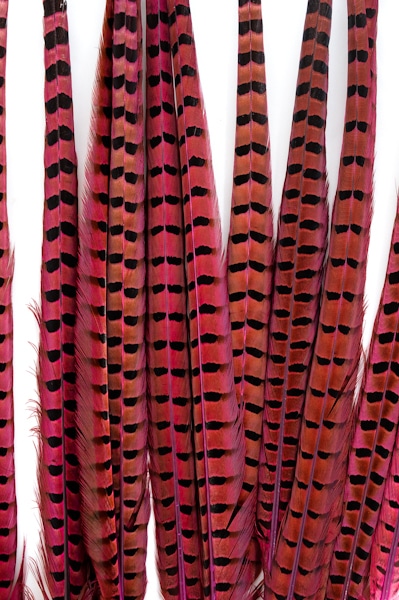 Faisan de Colchide - 35-45 cm - fuchsia